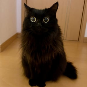 まんまるおめめのネコ。ドアにぶつかった飼い主さんに向ける視線が話題に