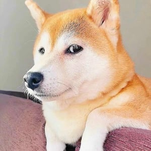 聞き耳を立てる柴犬が話題に「今ドッグランって言った？」「期待してるが悟られないようにしてる顔ですね」
