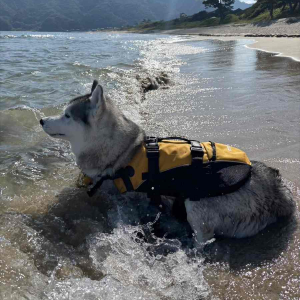 ライフジャケットを着たハスキー犬。キリっとしてカッコいいので救助犬のようだけど・・、泳ぐのは苦手！？「いつでも救助に行けますってオーラある」