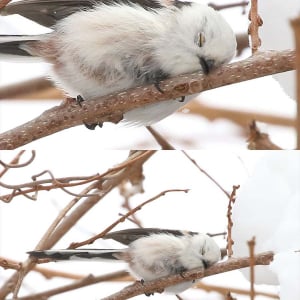 木の枝に停まり眠るシマエナガ。寝姿がかわいすぎると話題に「完全にコテン寝してる」「存在するだけでかわいいのに、この寝姿は反則」
