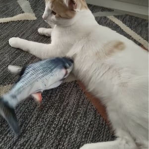 温度差がシュール。魚のオモチャが懐に入り込もうとしているけれど・・ネコは無反応！？【海外・動画】