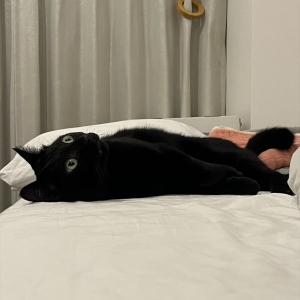 電池切れしちゃった？目を見開き仰向けになるネコが話題に「顔が虚無で電池切れ感でてますね」「充電コード持ってきてー！」