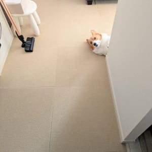 ゴミ出しから戻ってくると・・。コーギーの変化が話題に「数分の間に何が起こったの！？」「見送って安心したって事かな？」