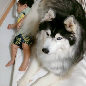 ハスキー犬は赤ちゃんが大好き！添い寝する姿が話題に「優秀なボディガード」「赤ちゃんがおふとんから落ちちゃう〜」