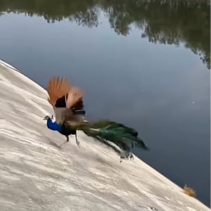 クジャクがピンチ！急斜面から水路に滑り落ちそうに！？【海外・動画】