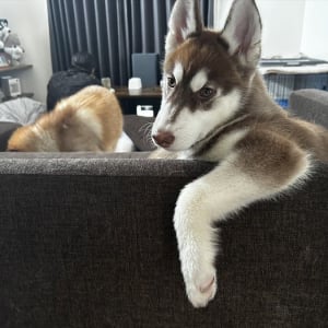 お迎えして2ヶ月のハスキー犬。くつろぎ方がクールでカッコよすぎる！！「イケワンがすぎますね！」