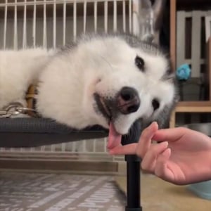 舌を出したまままどろんでいるハスキー犬。舌の収納をお手伝いする様子が話題に「ちゃんとしまえてお利口さん」「そのお手伝い最高」