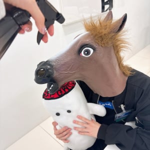 GMOサインの馬、あらゆる企業スタッフから大人気「握手してもらいました！」「お会いできて嬉しい！」「憧れ」
