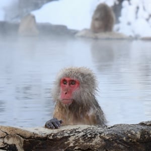 温泉がタトゥー客の入浴拒否か「タトゥーを入れている方のご入浴は出来ません」「入れ墨タトゥーを入れている自分の責任です」