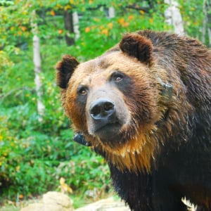 人間を襲ったクマ駆除→ 殺すなと役場に苦情殺到→ 知床第一ホテル「苦情を言ってる皆様 一度ぜひ世界自然遺産知床へお越しください」