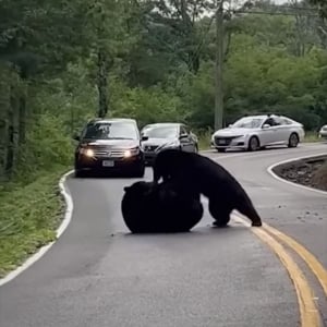 路上での喧嘩を捉えた映像がスゴイ！あまりの迫力に車も近づけず渋滞まで発生！