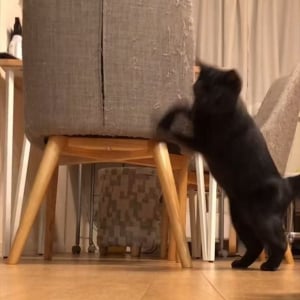 カメラに迫ってくる黒猫。そのかわいさにキュンを超えてギュンです！「かわいすぎてドキドキです」「ドアップありがとニャ」