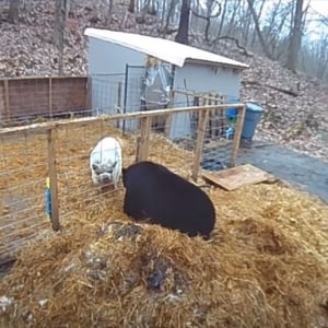 メンタルが強すぎるブタ！襲ってきた巨大なクマをまさかの撃退！