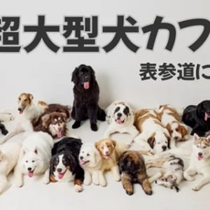 【東京都】超大型犬専門カフェ「犬席屋」が10月、表参道に登場！個室でのプライベートタイムも