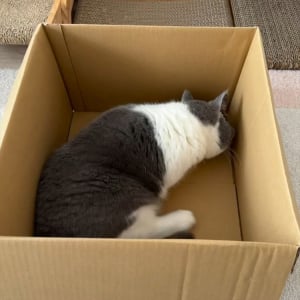 荷物が届いたら・・、早速段ボールをチェック！入念なネコに「ゴロゴロしてかわいい」「職人のチェックは早いね」