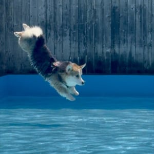 飛び込みフォームが綺麗すぎる！コーギーがプールに飛び込む瞬間を捉えた写真が話題に「角度が素晴らしい」「犬リンピック水泳代表」