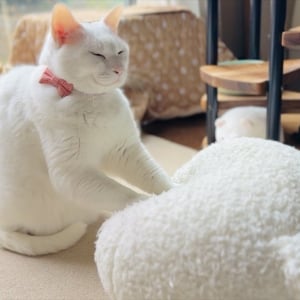 もみもみこねこねするネコ。その穏やかな表情に反響「可愛い」「モミモミ大明神様ありがたや〜」
