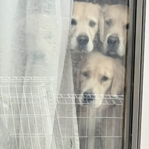 4頭のゴールデンレトリバーからの熱視線。ちょっと買い物に行こうとした時の出来事が話題に「4頭？？って思ったら」「あ、、、いたいた」