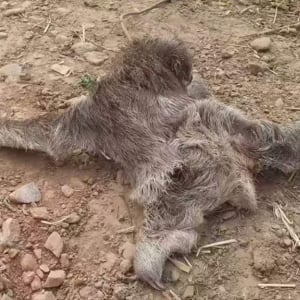 山火事ではぐれてしまったナマケモノ親子の感動の再会！わが子を抱き寄せる母の姿にグッとくる