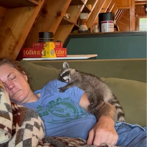飼い主さんの腕にギュッと抱きついてウトウト。ヨダレを垂らして眠るアライグマの赤ちゃんがかわいすぎる！【アメリカ・動画】