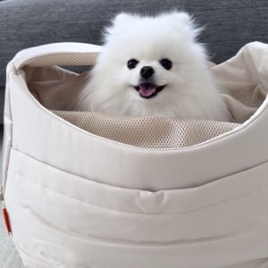 お出かけかな？とワクワクしているポメラニアン。しかし、お出かけできないと悟り・・、その表情の変化に反響