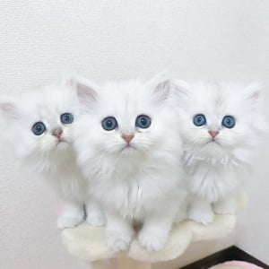ネコ版ケルベロスがあらわれた！おそろしいほどにかわいいその姿が話題に「かわいすぎて地獄の番猫になれない」「かわいいが大渋滞してますねぇ！」
