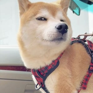 チラリと横目で視線を送ってくる柴犬。飼い主さんからのキスを待つ姿が話題に「超色っぽいです」「流し目がステキ」