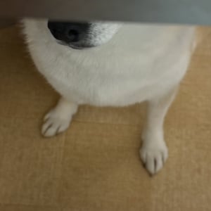 テーブルの下に潜りこんだ柴犬。飼い主さんがごはんを落とすのを狙う姿が話題に「早くごはん落とせ～と訴えてます」「一寸先は犬の口」