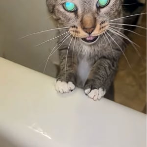 助けなきゃ！ネコが湯舟に浸かる飼い主さんを助けようと必死の救助活動開始！