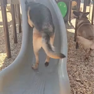 すべり台に夢中の愛犬たち。押し合いながら駆け上がると・・一緒にス～ッとすべり降りてきた！【アメリカ・動画】