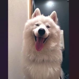満面の笑みを浮かべるサモエドに反響。おさんぽに行けるのが分かって喜ぶのがかわいすぎる！