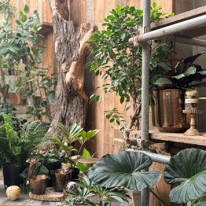 【大阪府大阪市】植物と共に広がる新しい価値を提案する、進化系園芸店「garage OSAKA」オープン！