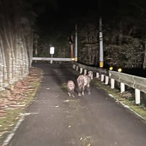 ナウルと仲良しの北山村観光協会が「カモシカがおいしい理由」を語る / 知らなかった！ そうだったのかー！