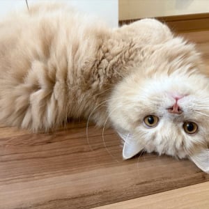 名前呼んだら・・。振り向き方がかわいすぎたネコに反響「ほぼ全員がスマホを逆さにしましたね」「器用ですね～」