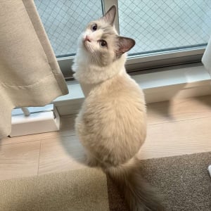 飼い主さんに伝えたいことのあるネコ。熱心に呼ぶのでその後をついていった先で見せたいものがあったみたい！！「心なしか得意げなお顔」「かわいい～！」