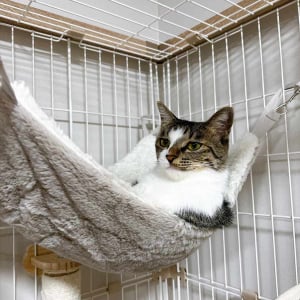 長時間のお留守番させたから？飼い主さんに話しかけられても遠い目をしているネコが話題に「ハードボイルド味を感じる」