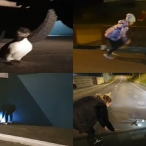 迷子のパフィンを救出して崖から放り投げる?真夜中にパフィンを探し回る「パフィン救助隊」