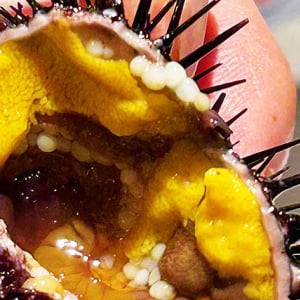 香川県 遊食房屋 丸亀店に「讃岐うどん雲丹」爆誕！ 多度津高校と共同開発　駆除対象ムラサキウニを再活用し飼育　藻場再生と資源循環を両立　2027年全国展開へ