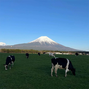 秋の日帰りドライブにおすすめ◎ 静岡「朝霧高原」は富士山の麓で放牧された牛たちが見られる絶景スポットだよ