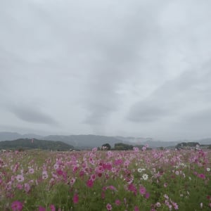 雨が似合う町「飛鳥エリア」に取材に行ってきた！雨だからこそ見えた景色