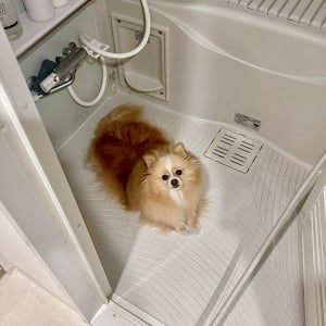 忙しくて愛犬をかまってあげられなかったら・・。、お風呂場で拗ねているポメラニアンに「無言の抵抗」「拗ねてたのが、かわすぎます」