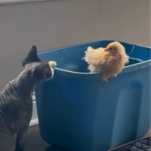 ネコはヒヨコが気になってたまらない！顔を寄せて観察したり、おててを伸ばして優しくタッチ！【アメリカ・動画】