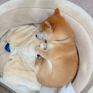 丸まって眠る柴犬。そのかわいすぎる寝姿が話題に「丸まり方が最高」「体育座りしてるみたい」