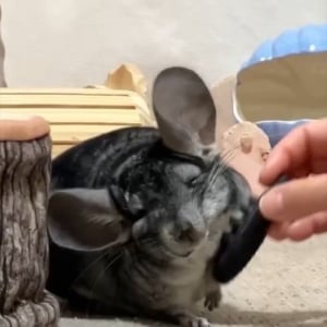 マッサージが気持ちいい？チンチラのおててがだんだん両手上がっていく！「お顔もにんまりして気持ちいいんだね」