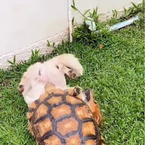 仲良しなイヌとカメ！カプッとしたりのしかかったり、じゃれ合う姿は正にきょうだい【海外・動画】