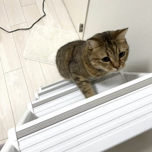 後ろからよいしょよいしょ。ハシゴを登ると毎回付いてくるネコが話題に「ご主人様だけ遊ぶのズルいって表情」「ハシゴ登るのお上手」