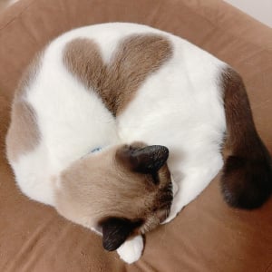 寒くなってくると現れるハート！体を丸めているネコが話題に「素敵なネコさん」「幸せな気分になりました」