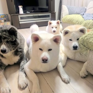 オヤツ待ちする秋田犬たちを伏せをさせたら・・。にじり寄ってくるかわいい姿に「おめめが真剣」「圧がすごい」