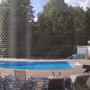 絶体絶命か！？プールサイドで眠っていたら野生のクマが接近！熊に起こされた男性は熊にスマホを向け撮影開始！？AI動画じゃないよ！