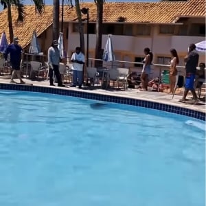 カピバラがプールを独占！？水中に潜りひと泳ぎする姿にプールサイドのみんな釘付け！【海外・動画】